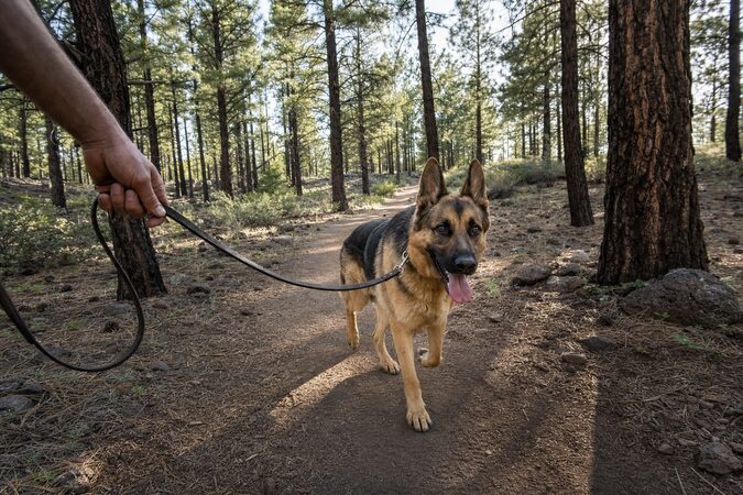 Leashed German shepherd walking a shaded pine trail near Flagstaff in early July morning light