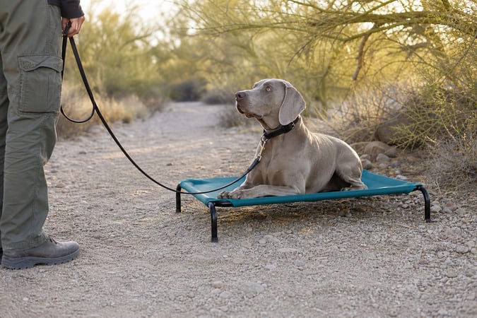 Weimaraner resting on a raised cot beside a desert wash trail in late afternoon shade.
