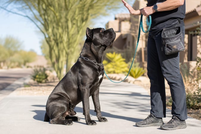 A trainer gives a hand signal to a seated Cane Corso on a desert sidewalk.