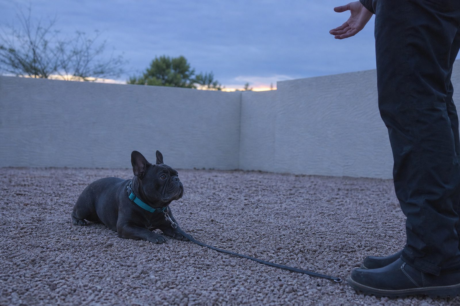 French Bulldog holding a calm down-stay in a backyard at dusk
