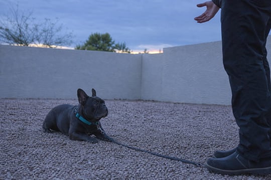 French Bulldog holding a calm down-stay in a backyard at dusk