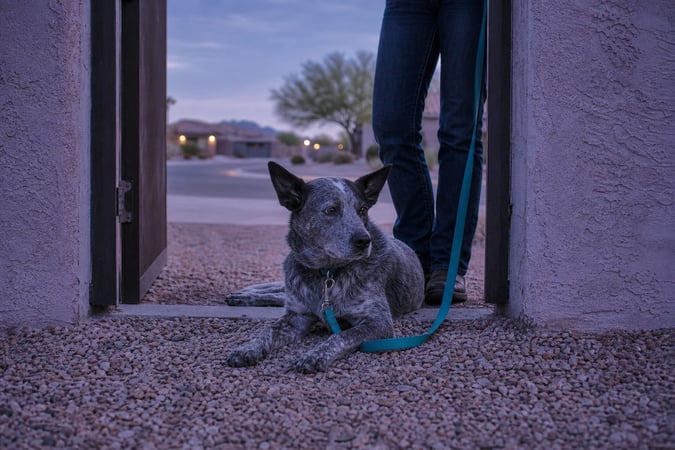 Blue heeler holding a down-stay on gravel inside an open exterior gate next to a handler.