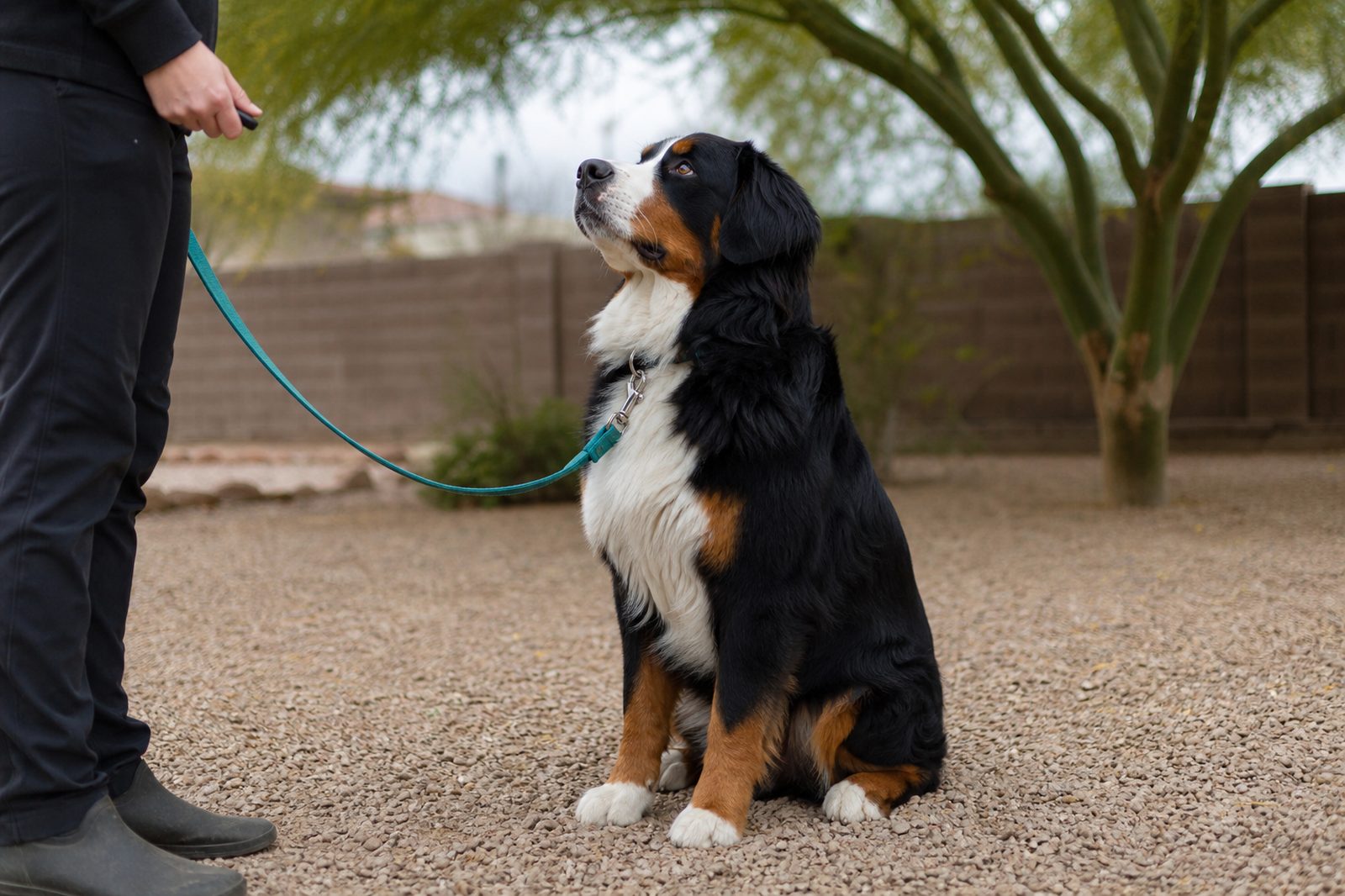 Bernese Mountain Dog sitting attentively in a shaded gravel yard under overcast sky.