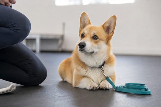 An adult Corgi lies calmly on a rubber training mat inside a bright indoor facility.