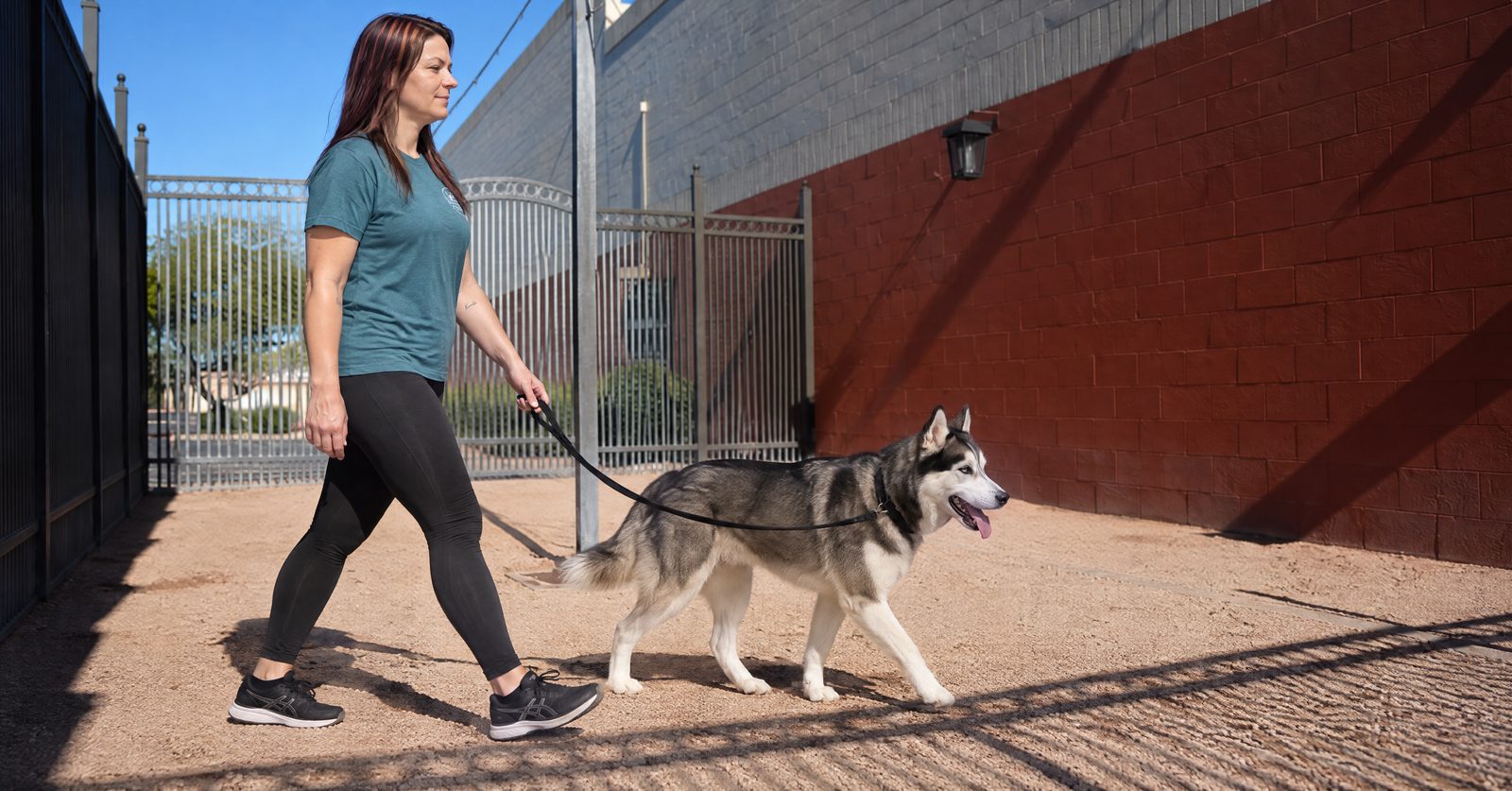 Anisa walking a Siberian Husky on grass at dawn in Phoenix summer heat