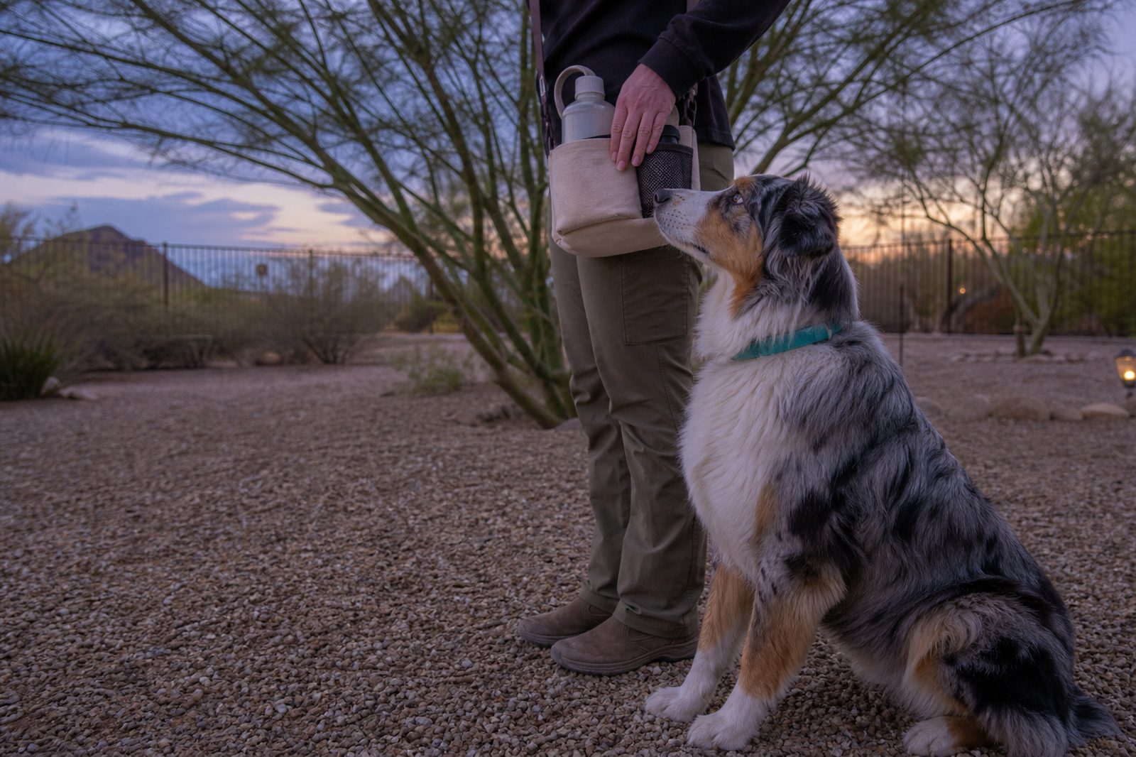 An Australian Shepherd sits in a gravel yard at dusk beside training gear.