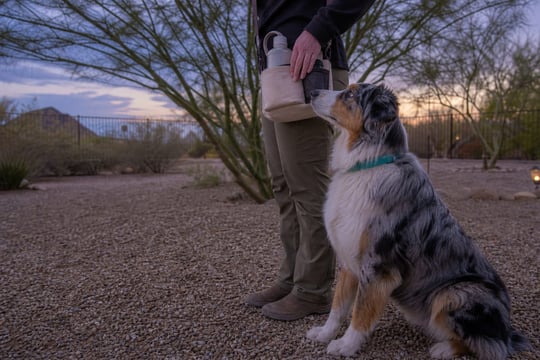 An Australian Shepherd sits in a gravel yard at dusk beside training gear.