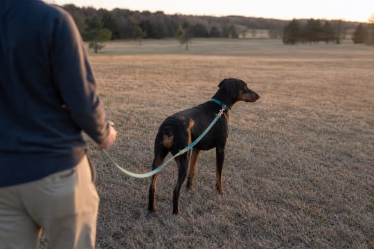A wary adult Doberman stands at a distance from its handler in an open field.