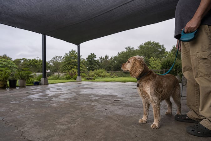 Cocker Spaniel alert on a loose leash under a patio shade sail during overcast weather