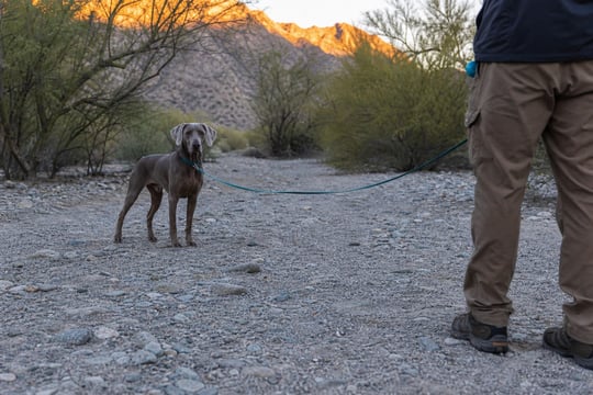 A Weimaraner stands alert at a distance from its handler on a desert wash trail.