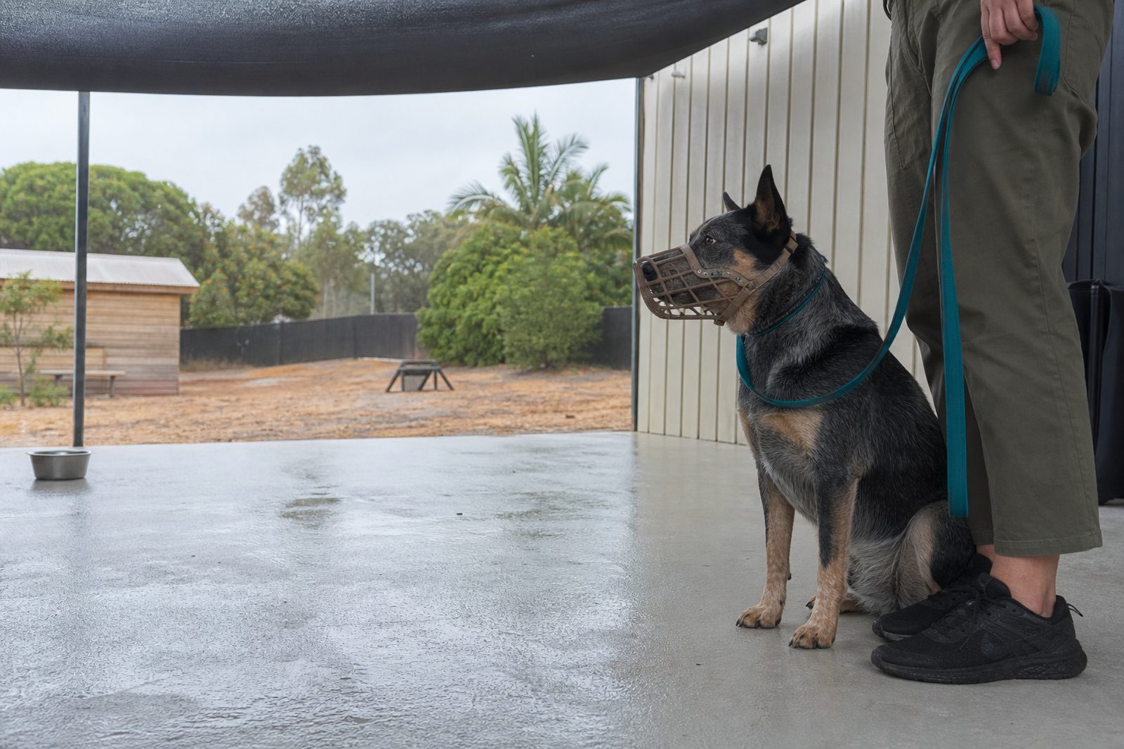 A Heeler mix wearing a basket muzzle sits alertly beside its handler on a shaded patio.