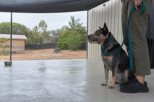 A Heeler mix wearing a basket muzzle sits alertly beside its handler on a shaded patio.