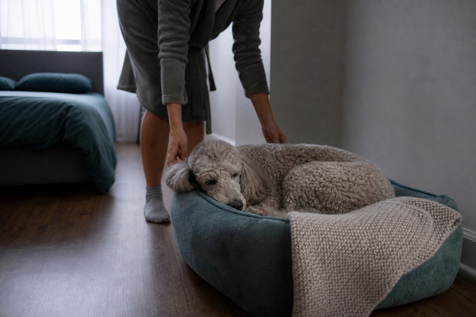 Standard poodle lying in a round dog bed on the floor beside a bed in a bedroom.