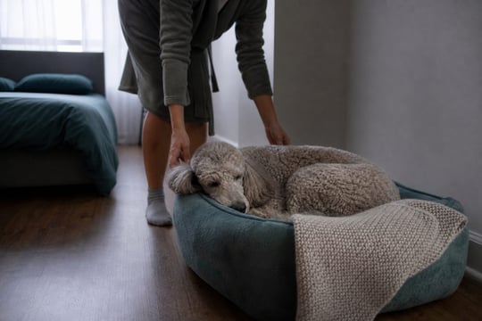 An adult Standard Poodle rests in its own dog bed instead of the family's bed.