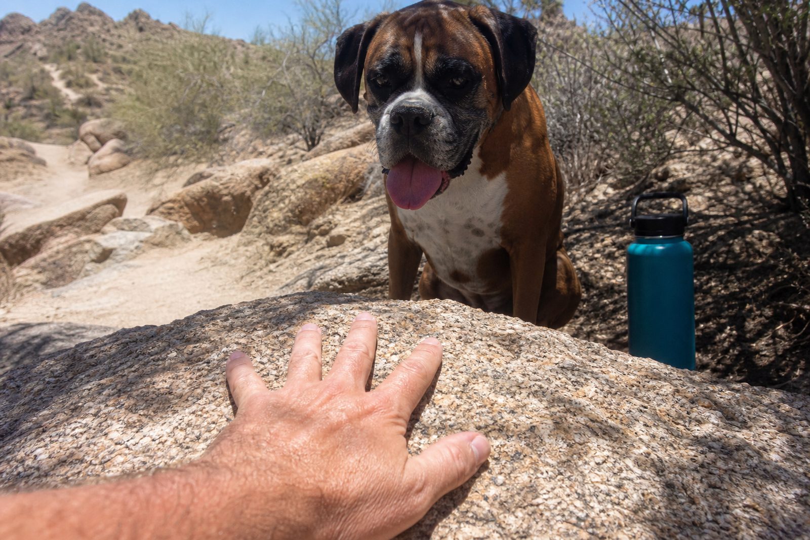 Trainer pressing her palm to sun-baked desert rock to test ground heat, Boxer waiting in the shade