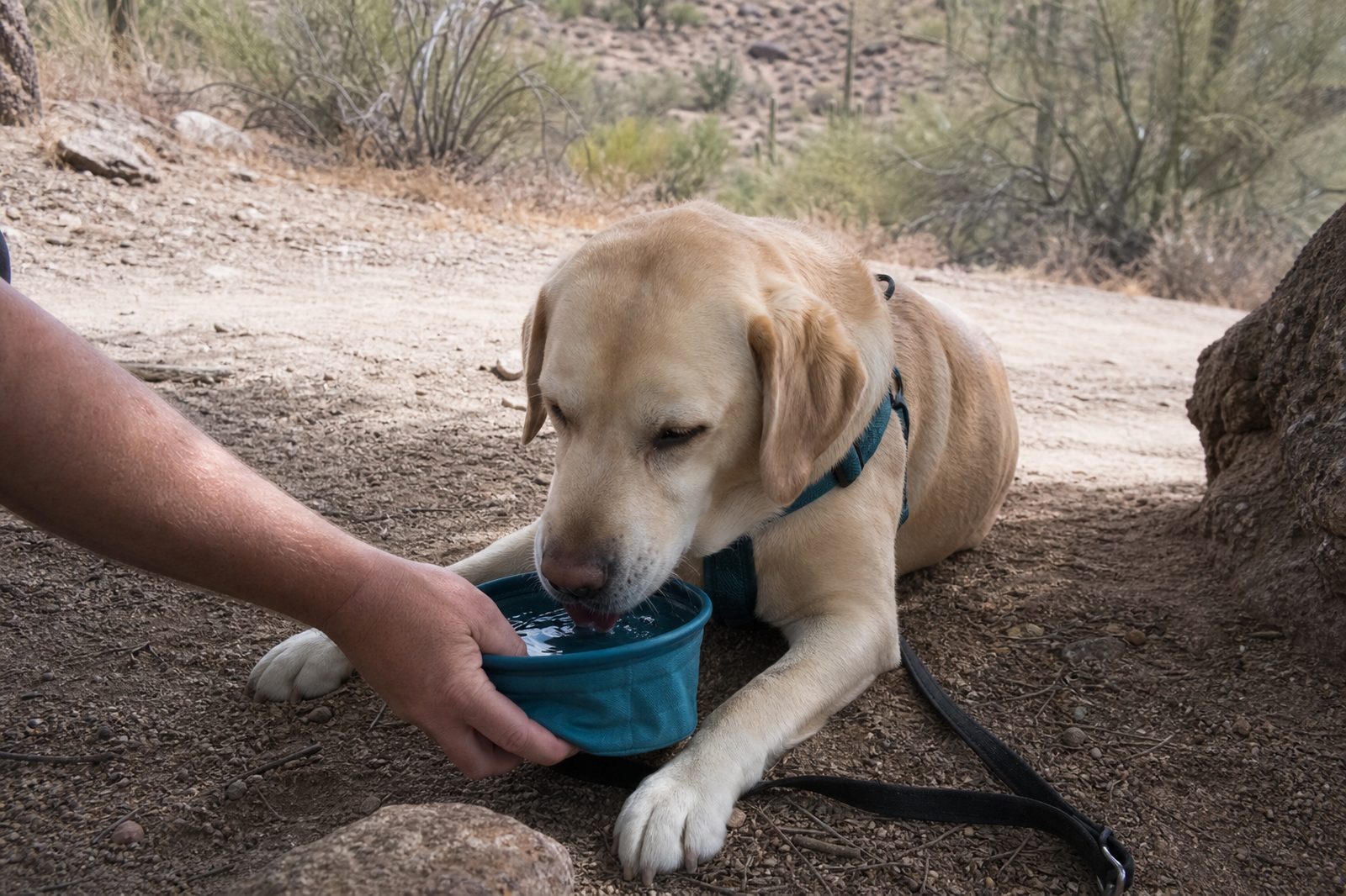 Trainer offering water from a collapsible bowl to a leashed Labrador resting in desert shade