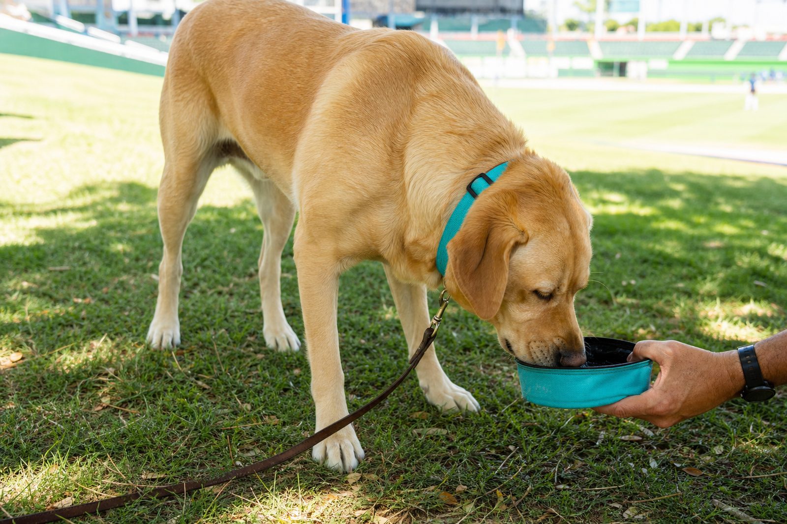 Adult Labrador Retriever drinking water in the shade at a sunny Arizona spring training ballpark in March