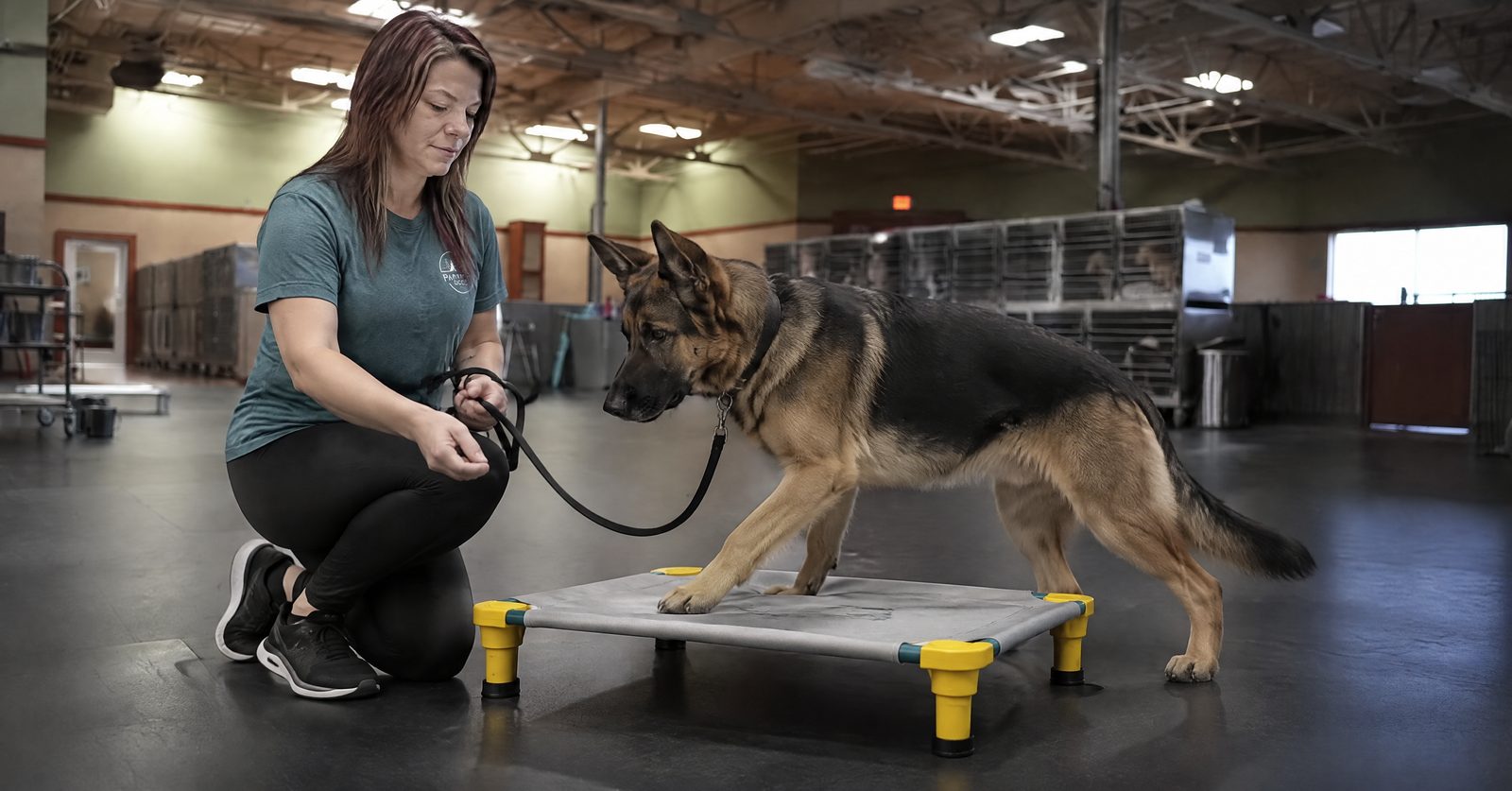 Trainer conditioning a senior Boxer to a place cot in the Cave Creek training room