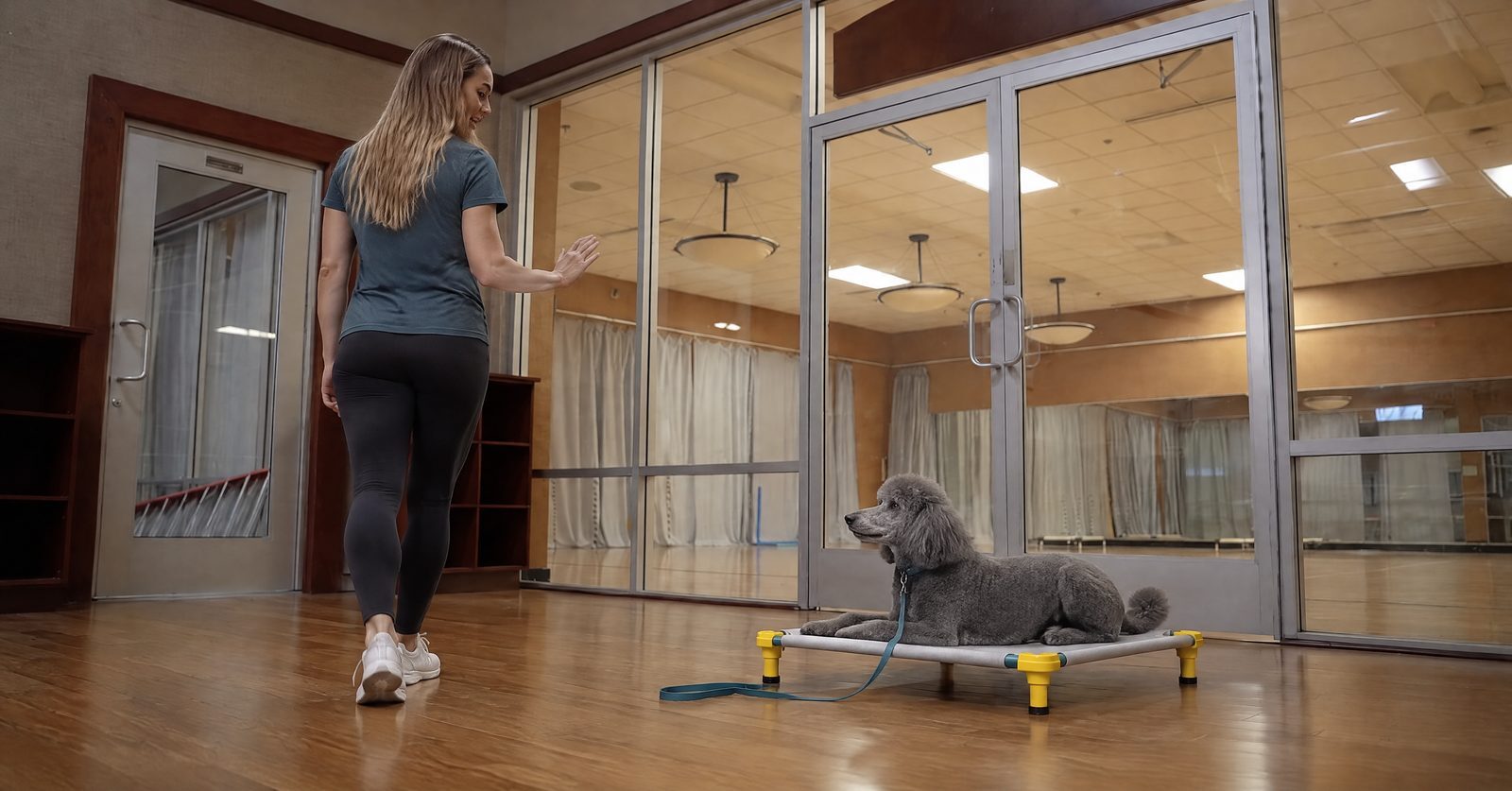 Emma Vincent proofs a Standard Poodle on a stay in the client lounge at Partners Dogs Scottsdale.
