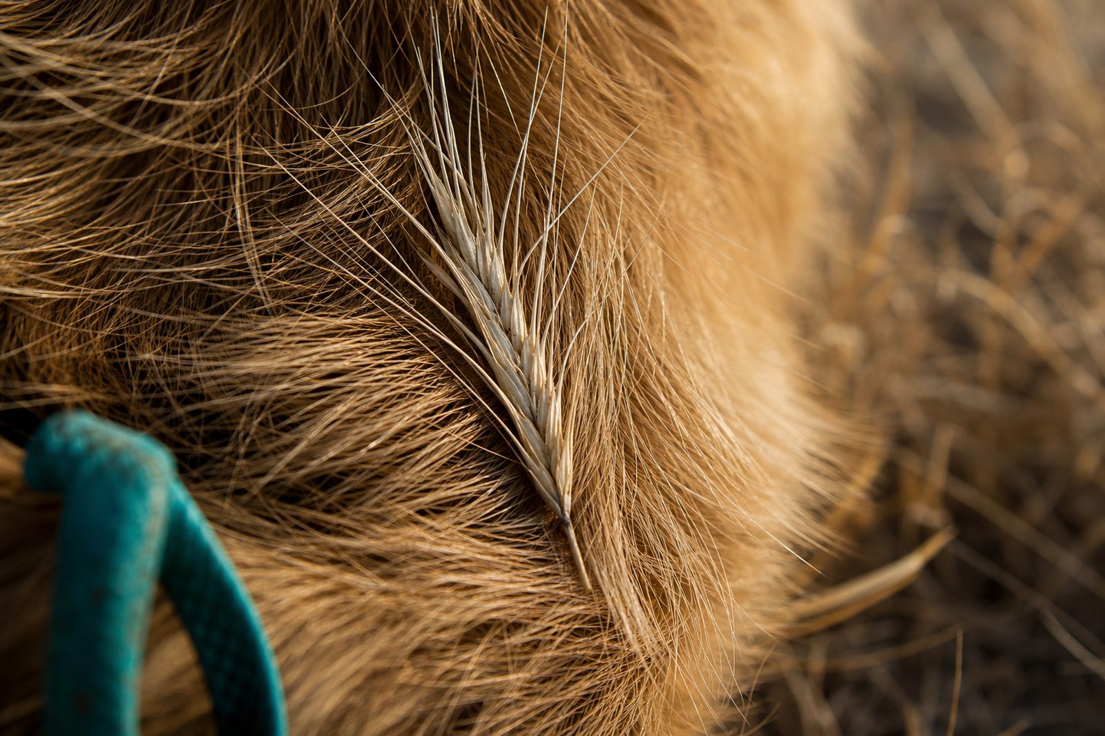 Close-up of a barbed foxtail seed head caught in a dog’s fur, showing the forward-pointing barbs