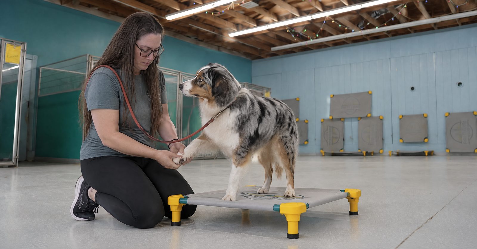 Trainer checking between the toes of a Labrador on a grooming table at Partners Dogs Cave Creek