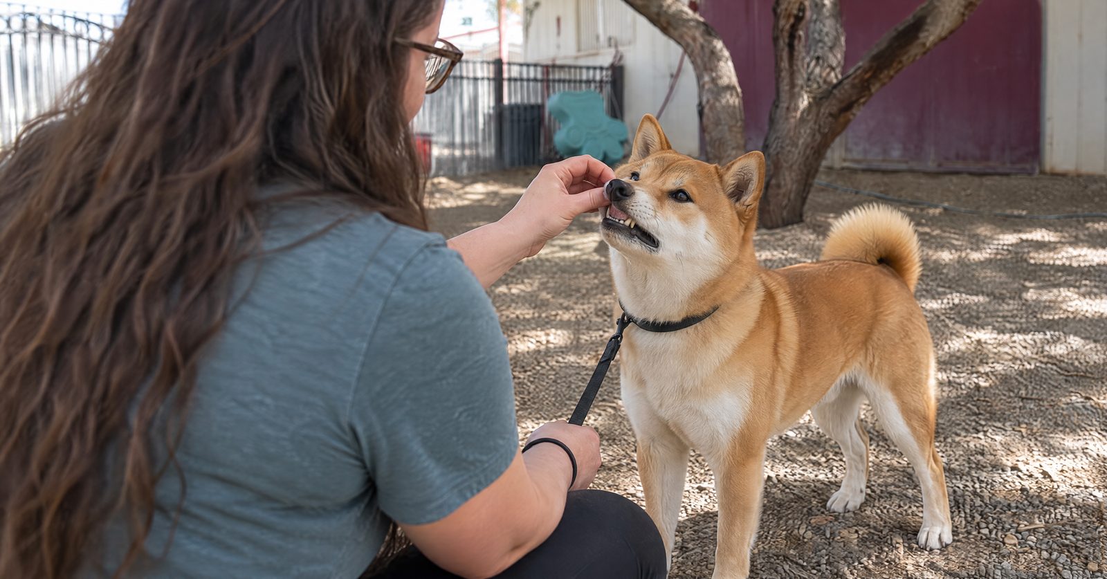 Hannah Kochman checking a Labrador's gum color for heatstroke warning signs