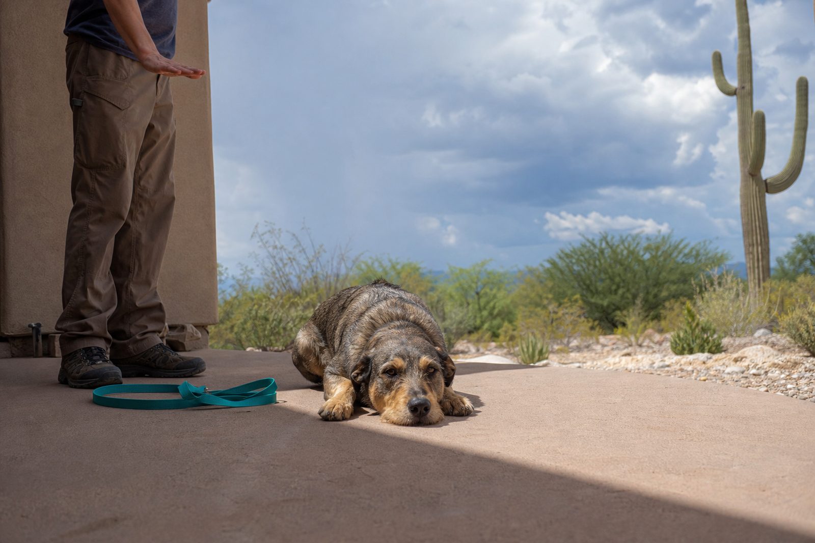 Adult Australian Shepherd holding a reliable down-stay on a Scottsdale patio after completing a training program