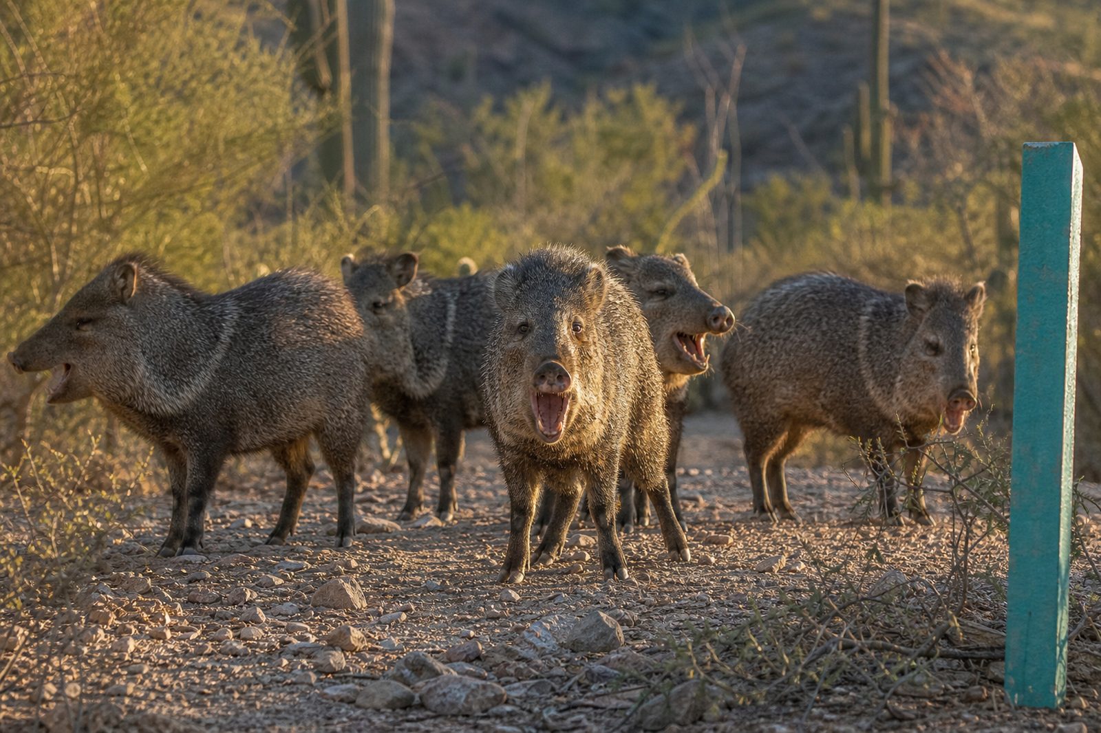 Javelina herd standing alert in defensive posture in Cave Creek Arizona desert