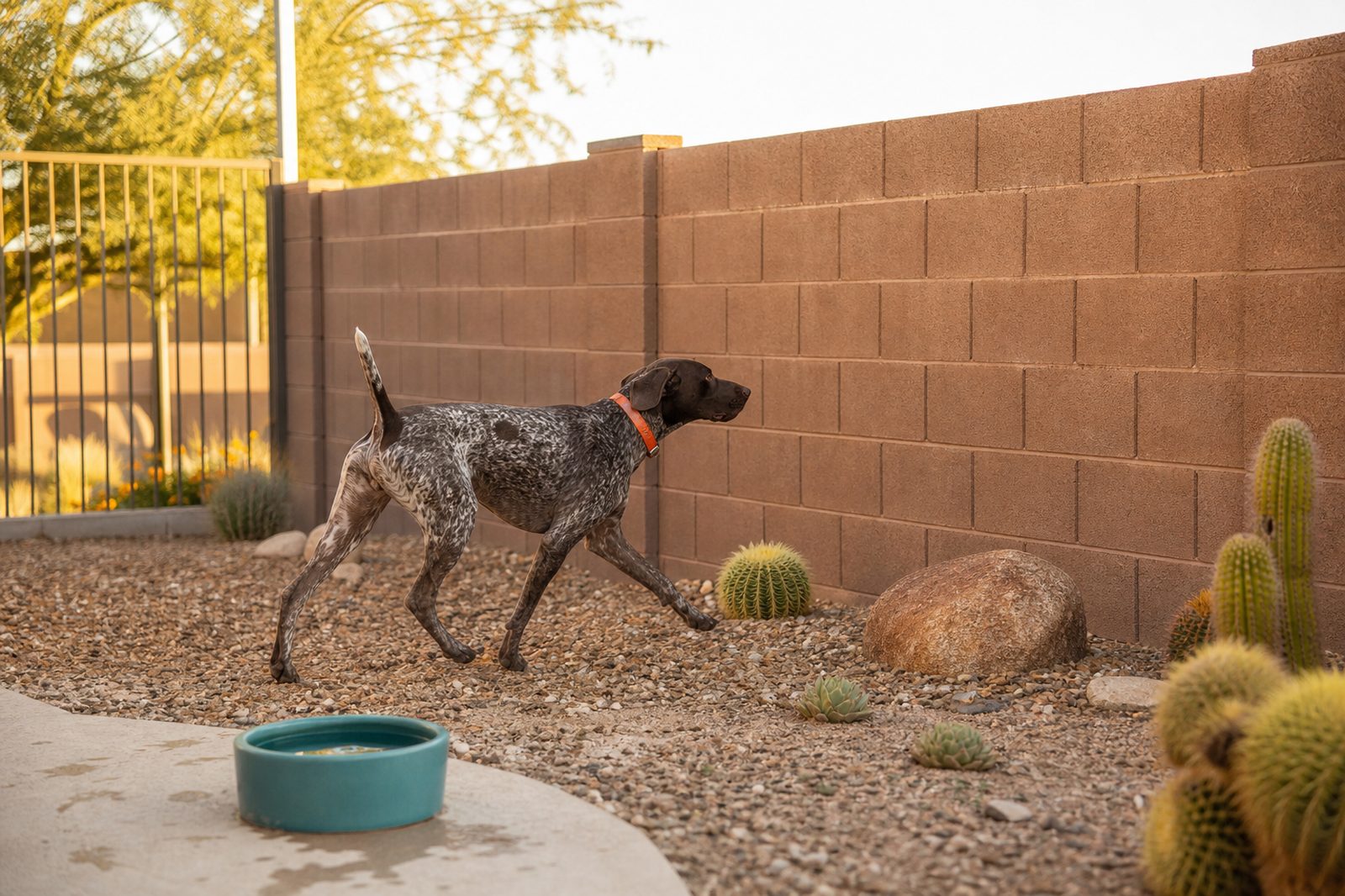 Fenced Arizona backyard with block wall keeping javelinas out, dog playing in the yard