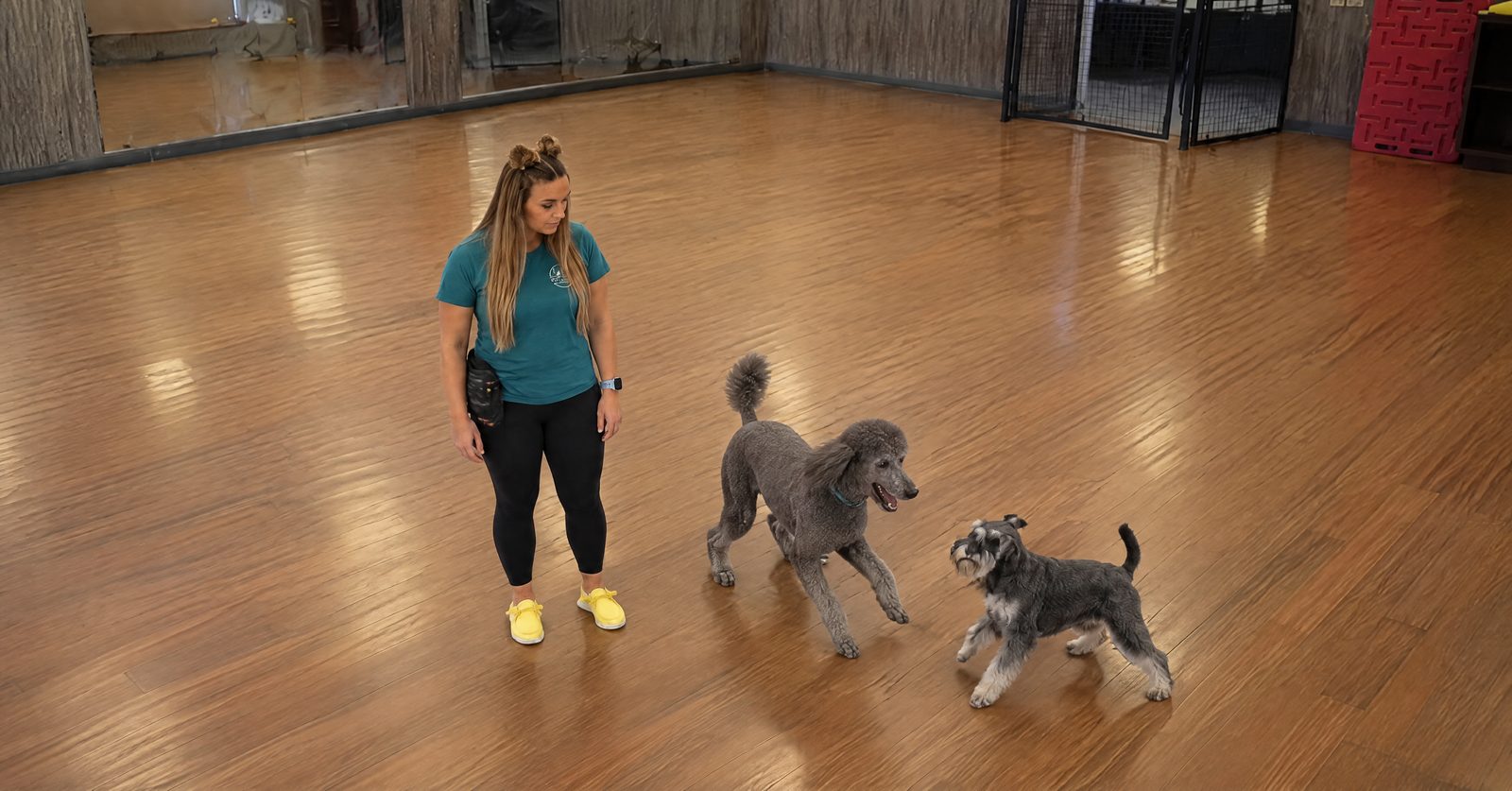 DaySchool play group in Cave Creek with healthy vaccinated adult dogs of different breeds playing