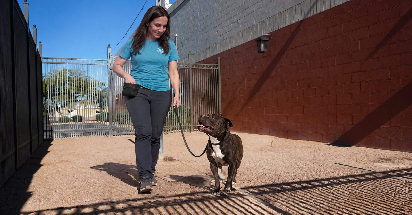 Handler marking and rewarding a dog that offered a check-in during sub-threshold leash reactivity training