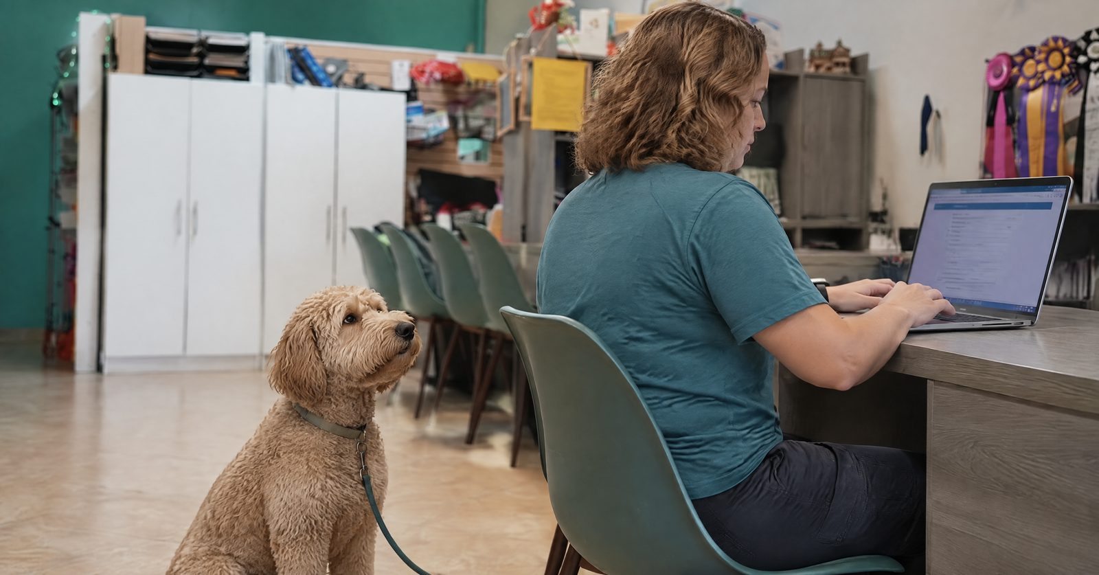 Trainer registering a dog license online on the DocuPet Maricopa County website