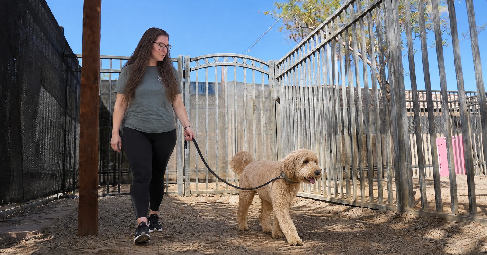 Trainer with a licensed Labrador at a Maricopa County park trailhead, tag visible on collar