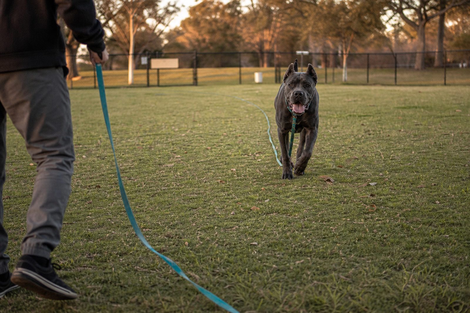 Trainer proofing off-leash recall with a German shepherd on a long line in Scottsdale
