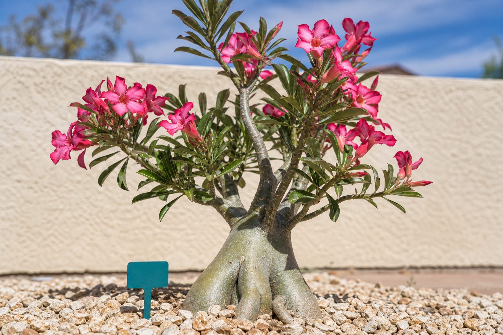 Desert rose succulent with pink trumpet flowers in an Arizona xeriscape bed