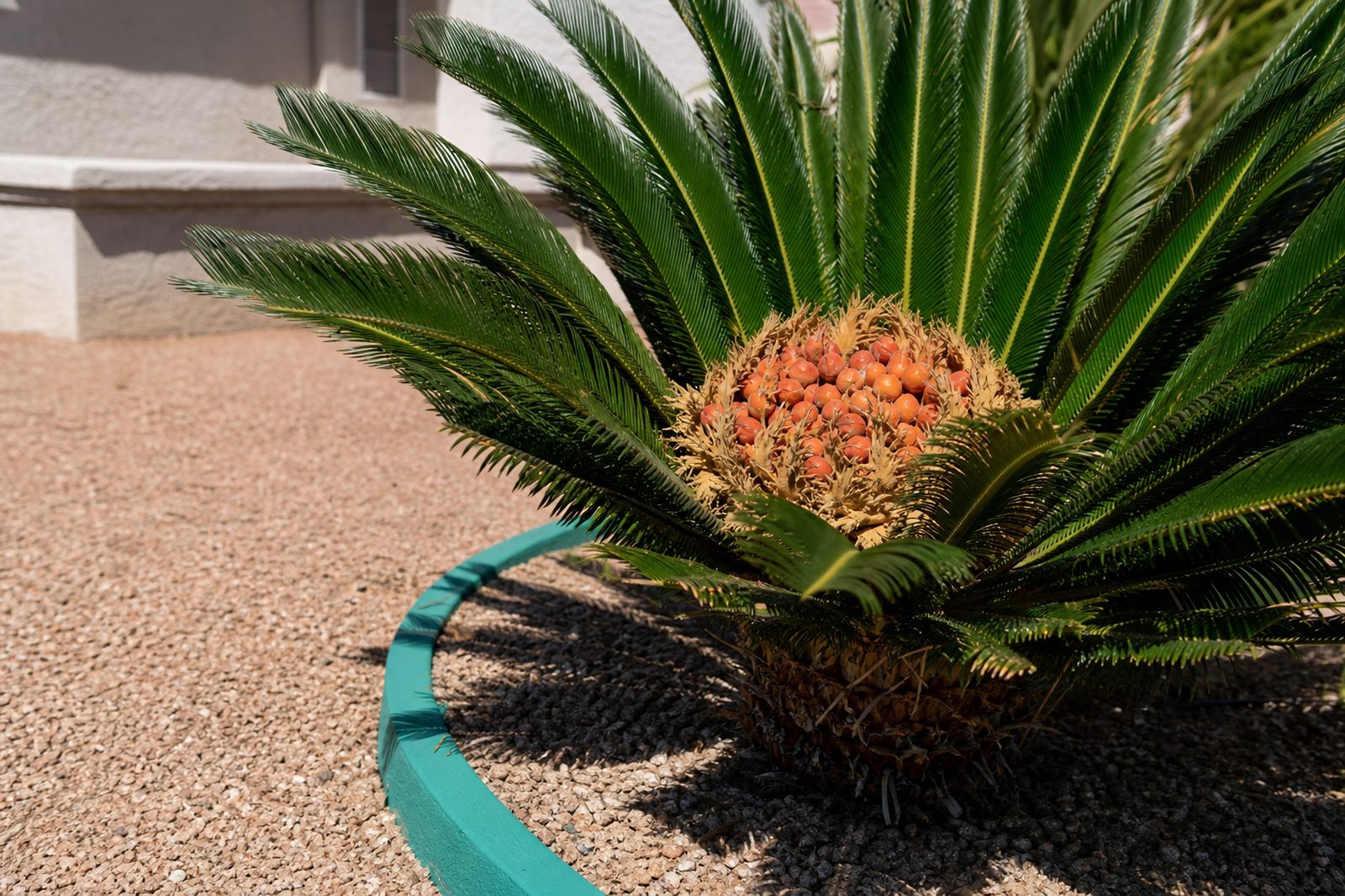 Sago palm with a toxic seed head in an Arizona front yard