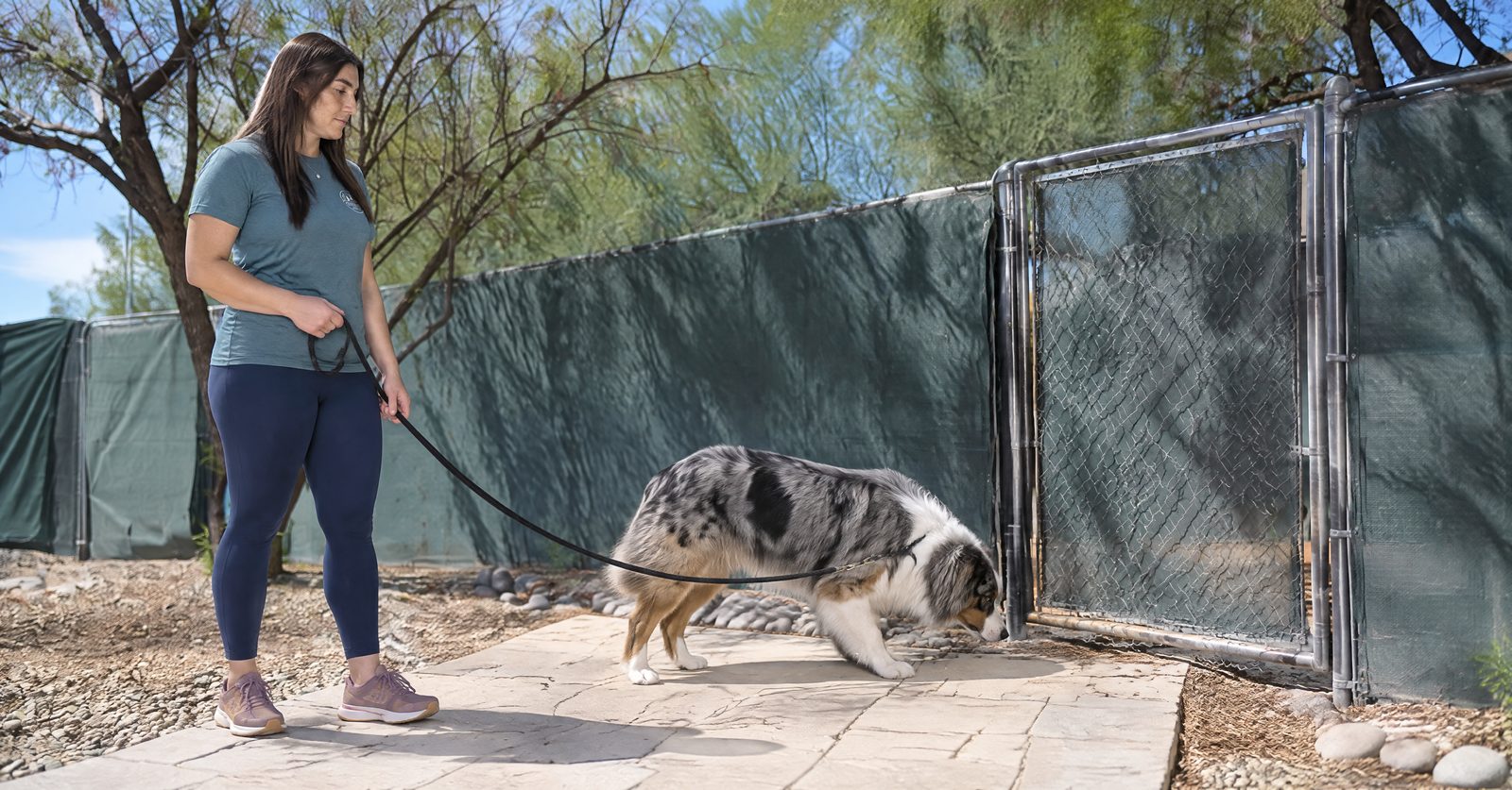Ten-month-old Labrador Retriever boundary testing during a structured teenage dog training session