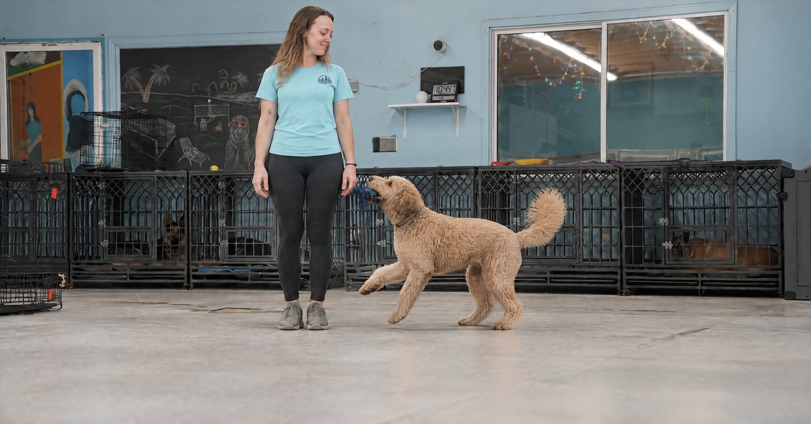 Emma Vincent demonstrating the still-and-remove rule with a 6-month-old Labrador
