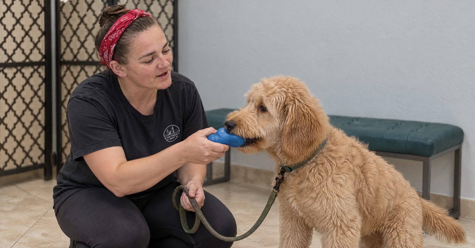 Emma Vincent demonstrating the redirect protocol with a 5-month-old Golden Retriever