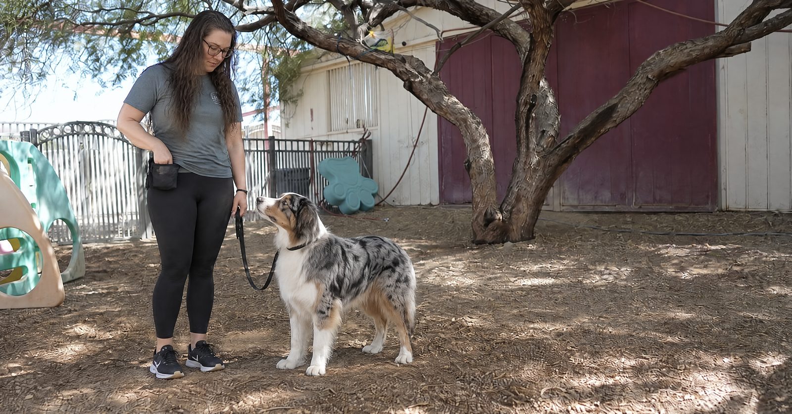 Trainer with a young adult Australian Cattle Dog watching other dogs play at a distance in Cave Creek