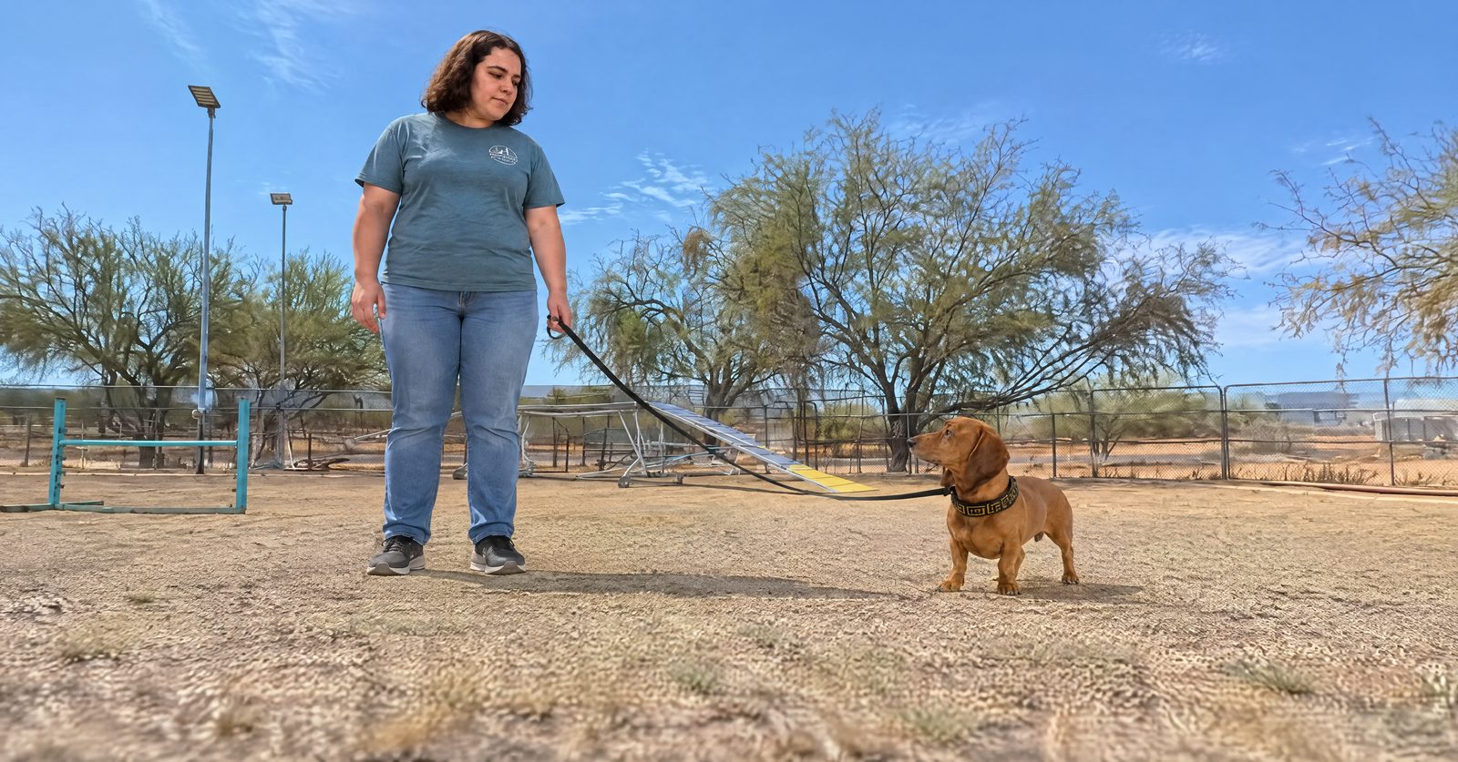 Live rattlesnake avoidance training: dog turning away from a caged diamondback rattlesnake