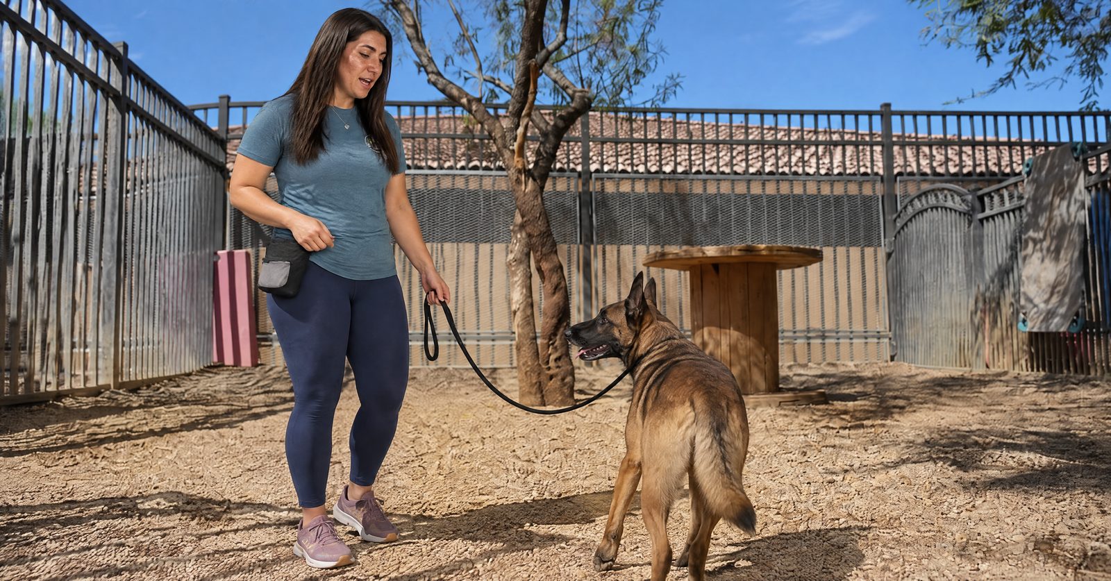 Rattlesnake avoidance training session: trainer working with a dog near a secured snake in Scottsdale