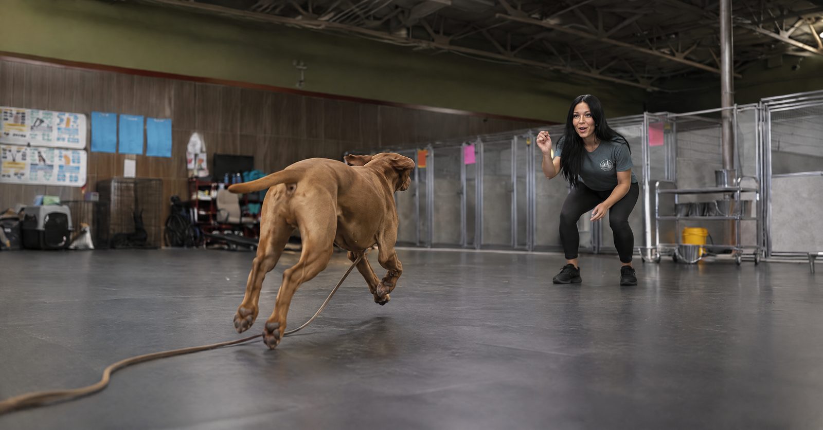 Adult German Shepherd sprinting back to its Pet Parent on a long line