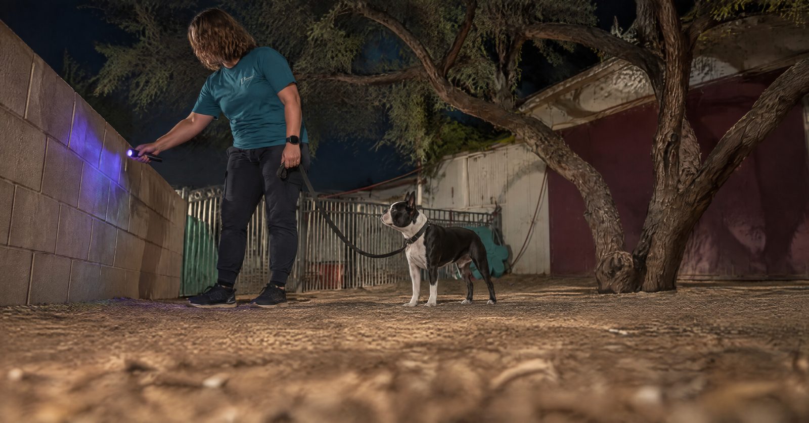 Trainer sweeping a block wall with a UV blacklight at night to find scorpions in an Arizona yard