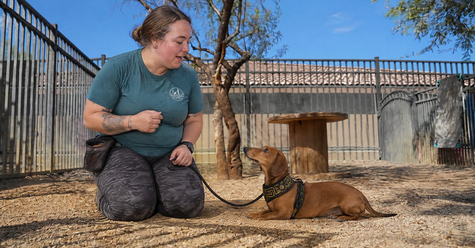 Trainer working on a quiet settle with a leashed adult Golden Retriever in a Scottsdale backyard