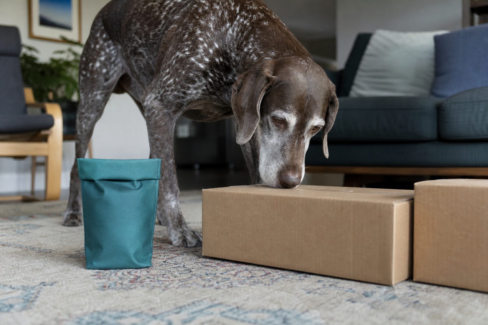 Gray-muzzled senior Golden Retriever doing scent work, searching for hidden treats in cardboard boxes