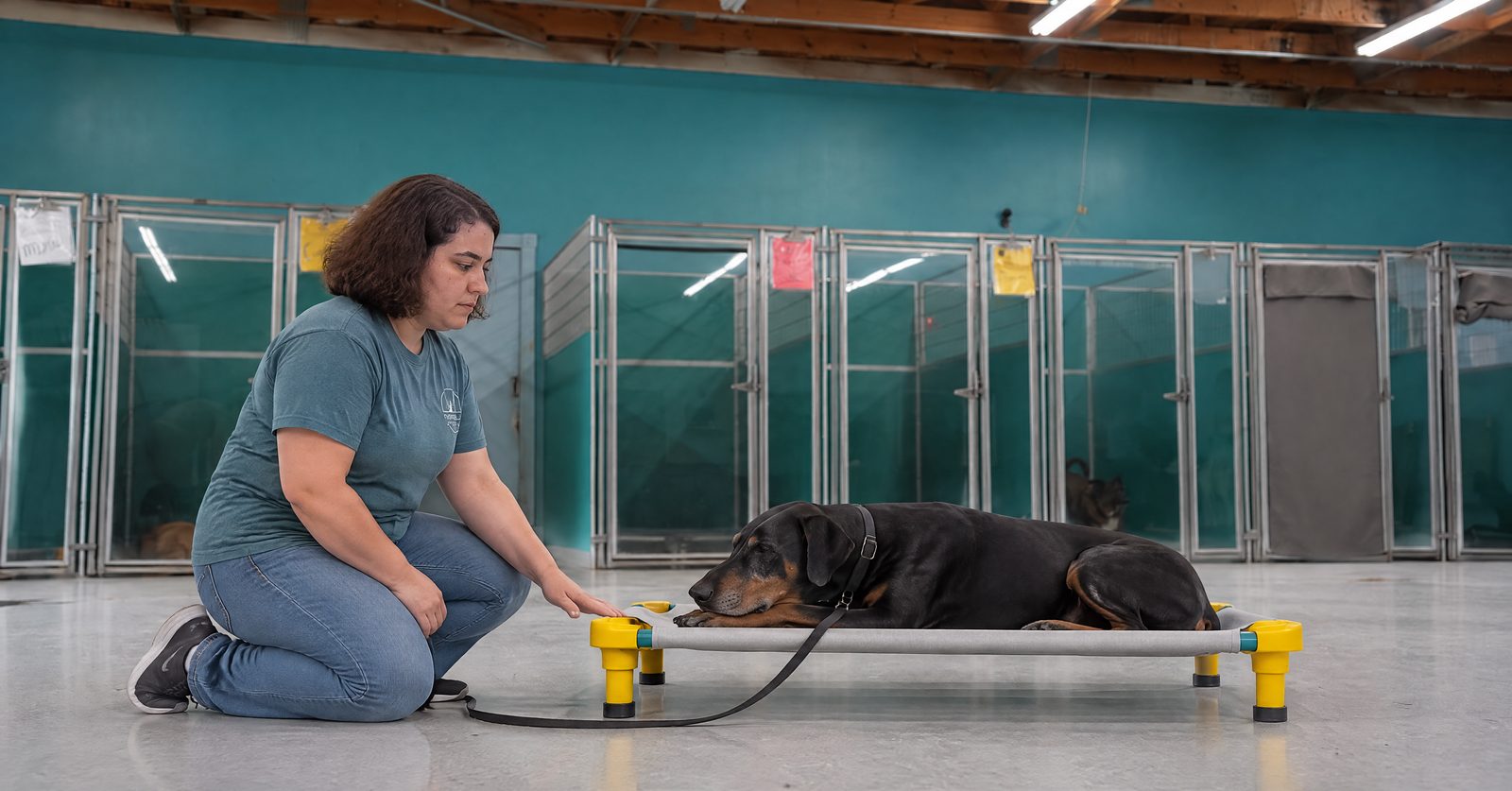Gray-muzzled senior mixed-breed dog resting on a place cot after a short training session