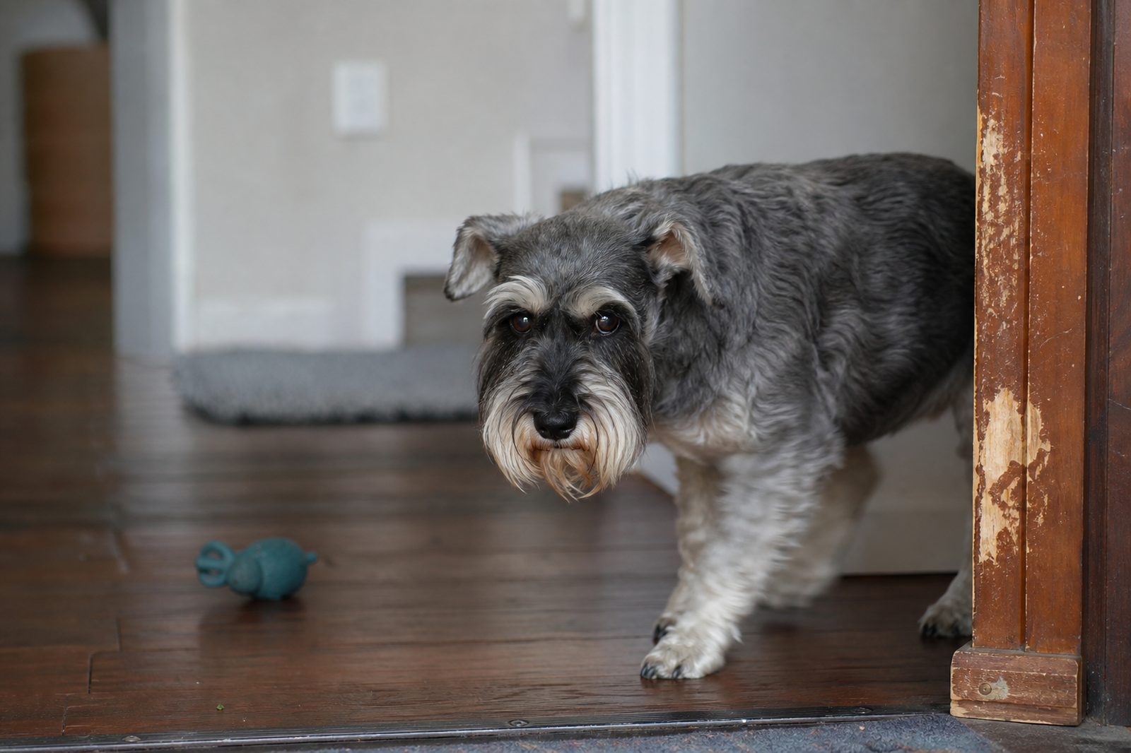 Scratched front door frame with an anxious Miniature Schnauzer pacing behind it