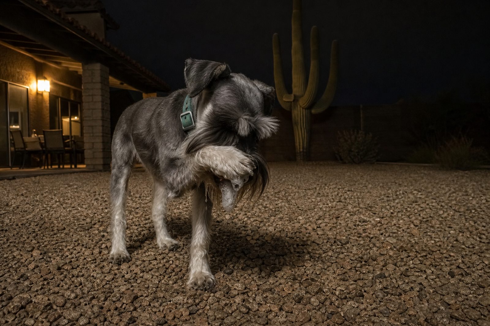 Dog drooling heavily at night after contact with a Sonoran Desert toad, pawing at its mouth
