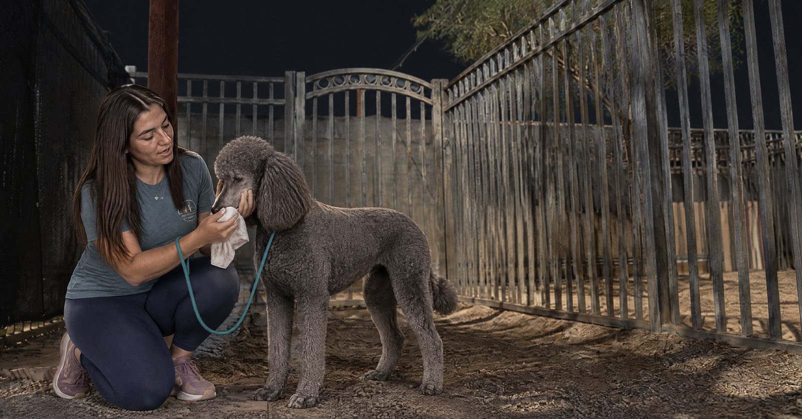 Trainer demonstrating the toad-poisoning mouth rinse on a dog at night, head angled down